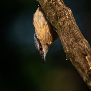 Redwell   20 06 2020   D800   Les 14.jpg